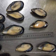 Frozen Half Shell Mussels